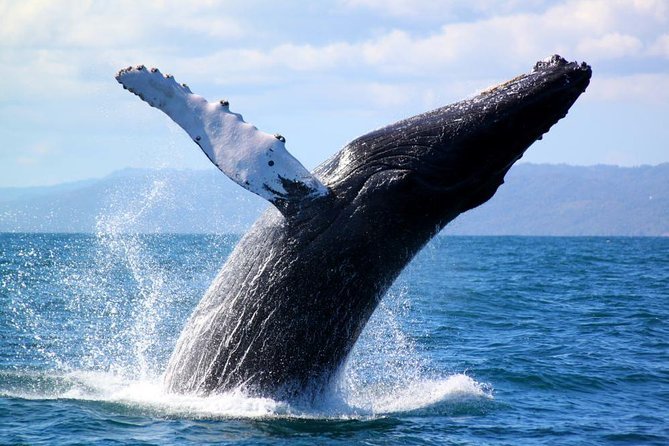 Whale Watching in Samaná